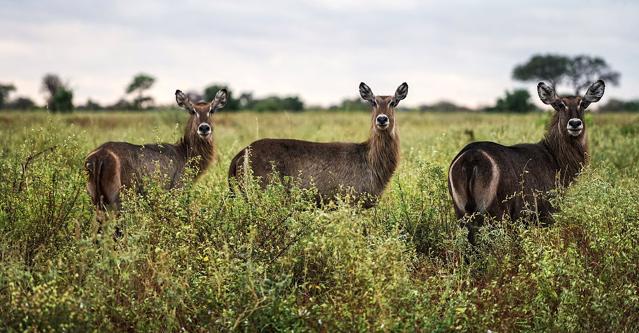 Meru National Park